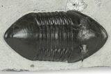 Inflated Isotelus Trilobite - Walcott-Rust Quarry, NY #231920-3